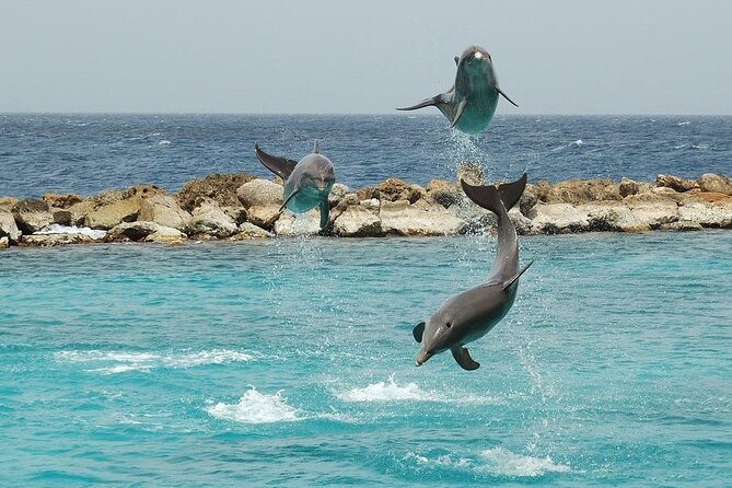 Dolphin House By Private Speed Boat & Drinks & Transfer-Hurghada - What the $50 price really covers
