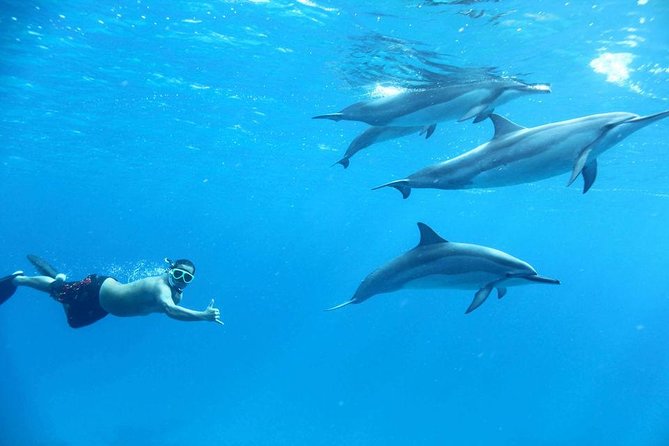Dolphin House By Private Speed Boat & Drinks & Transfer-Hurghada - Comfort, service, and the boat itself