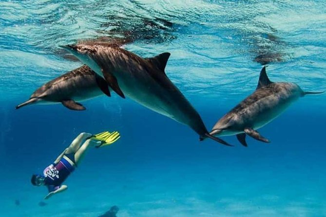 Dolphin House By Private Speed Boat & Drinks & Transfer-Hurghada - Who should book this Red Sea outing?