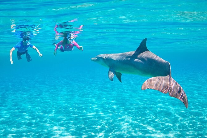 Dolphin House By Private Speed Boat & Drinks & Transfer-Hurghada - Booking details and cancellation