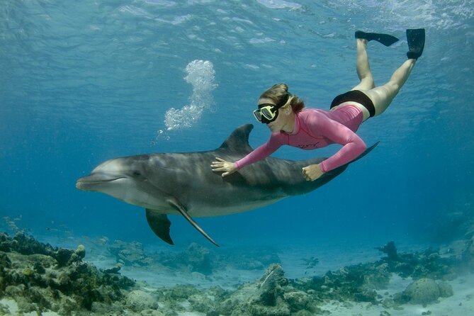 Dolphin House By Private Speed Boat & Drinks & Transfer-Hurghada - Snorkeling over Red Sea coral