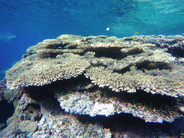 Dolphin House Reef Snorkeling Sea Trip With Transfer - Marsa Alam - Lunch fresh from the boat