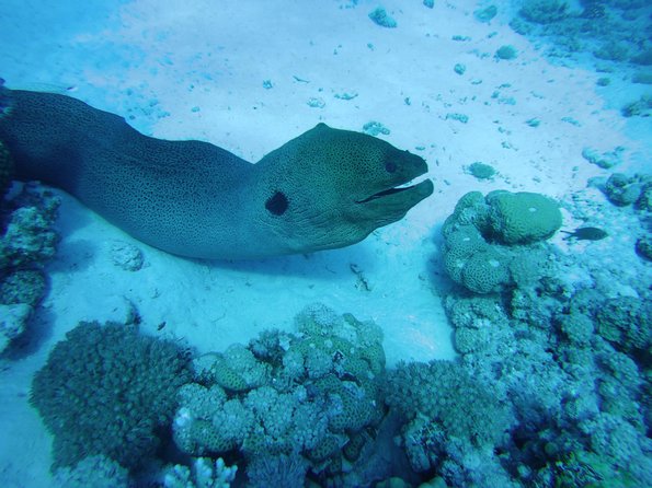 Dolphin House Reef Snorkeling Sea Trip With Transfer - Marsa Alam - Guides, safety, and respect for wildlife
