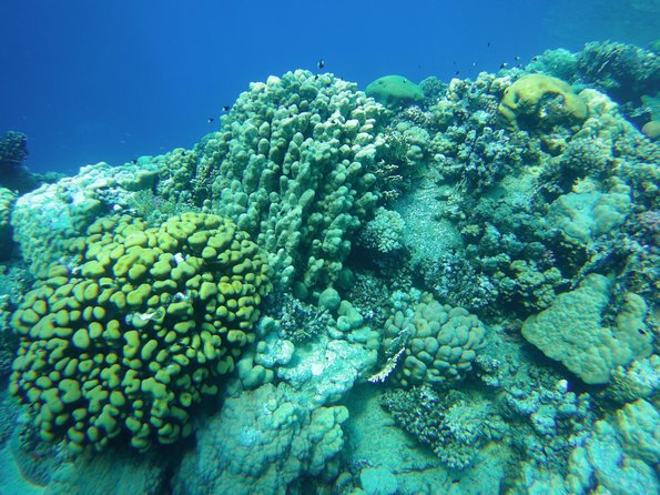 Dolphin House Reef Snorkeling Sea Trip With Transfer - Marsa Alam - What the $52 price really covers