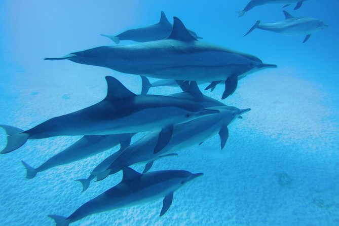 Dolphin House Reef Snorkeling Sea Trip With Transfer - Marsa Alam - First water session at Dolphin House