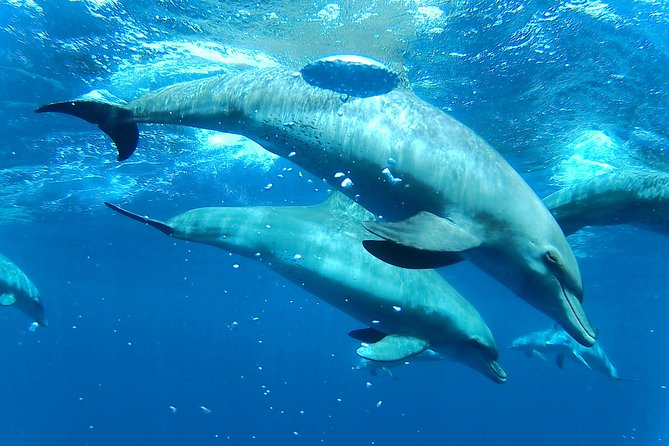 Dolphin House Royal sea Trip Luxury Boat With Transfer - Hurghada - The crew and safety approach