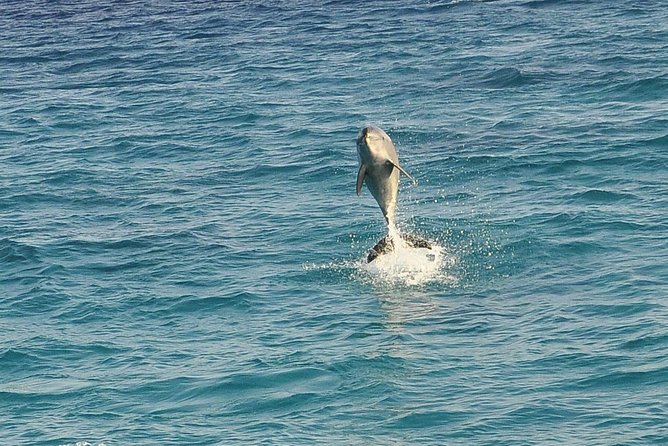Dolphin House Royal sea Trip Luxury Boat With Transfer - Hurghada - First snorkeling stop at Dolphin House