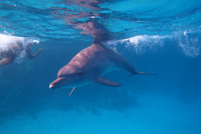 Dolphin House Royal Sea Trip Water Sports W/Transfer - HURGHADA - Reaching Dolphin House from Hurghada