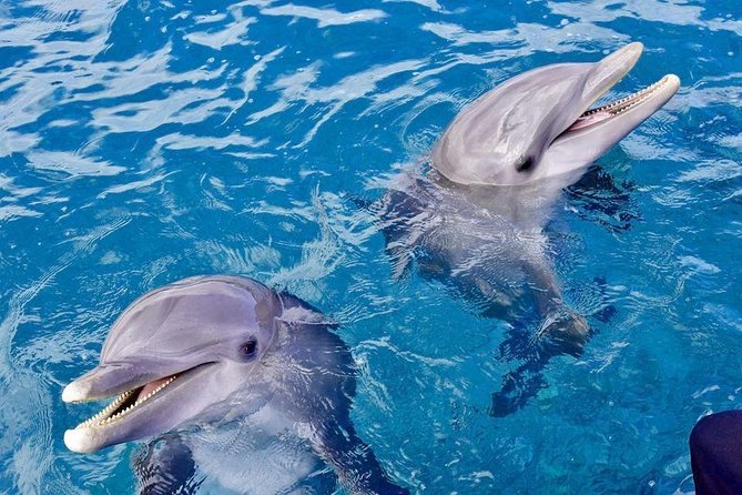 Dolphin House Royal Sea Trip Water Sports W/Transfer - HURGHADA - Who should book this trip?