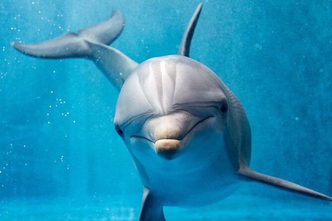 Dolphin House Royal Sea Trip Water Sports W/Transfer - HURGHADA - Red Sea reef snorkeling