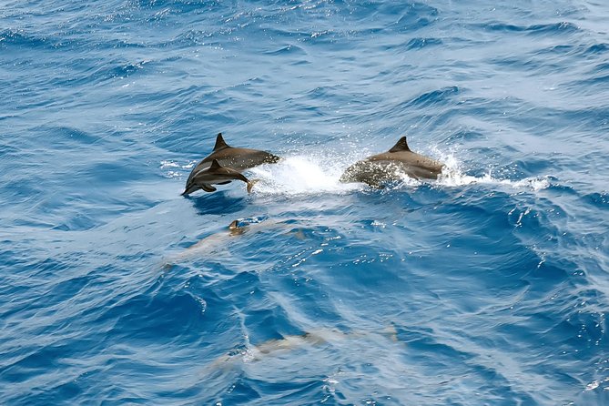 Dolphin House Royal VIP Special Day Snorkeling Sea Trip With Lunch - Hurghada - Two snorkeling stops on the Red Sea