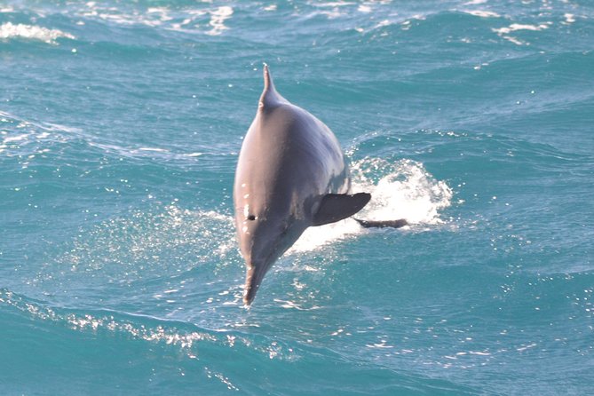 Dolphin House Royal VIP Special Day Snorkeling Sea Trip With Lunch - Hurghada - Who will enjoy this day most