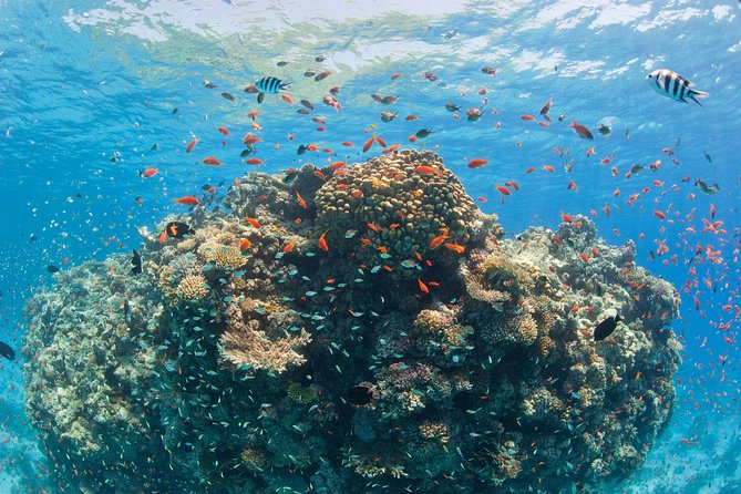 Dolphin House Royal VIP Special Day Snorkeling Sea Trip With Lunch - Hurghada - Lunch, drinks, and a welcome break