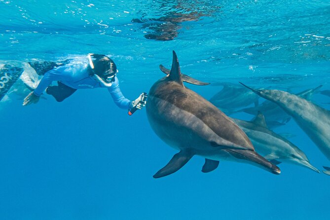 Dolphin House Samadai Reef Boat Snorkeling Trip from Marsa Alam - Leaving Marsa Alam early for the Red Sea