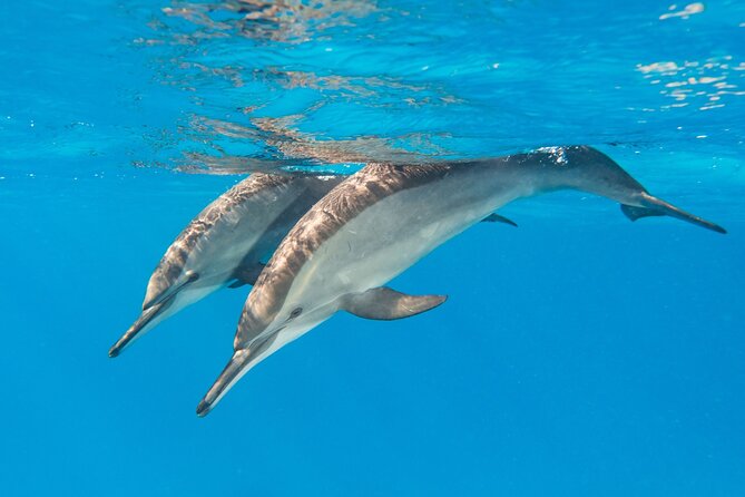 Dolphin House Samadai Reef Boat Snorkeling Trip from Marsa Alam - The boat ride to Dolphin House