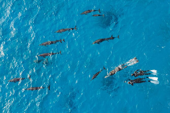 Dolphin House Samadai Reef Boat Snorkeling Trip from Marsa Alam - Who should book this Samadai Reef trip
