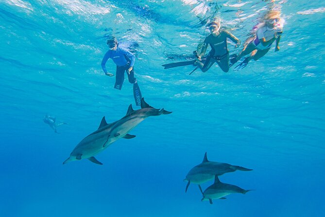 Dolphin House Samadai Reef Boat Snorkeling Trip from Marsa Alam - The first snorkeling session at Samadai Reef