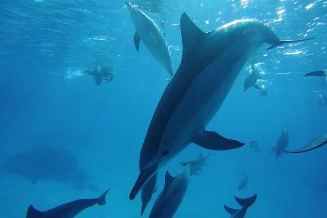 Dolphin House Satayeh Reef Snorkeling Sea Trip With Lunch &Transfer-Marsa Alam - Why Sataya Reef is worth the long trip