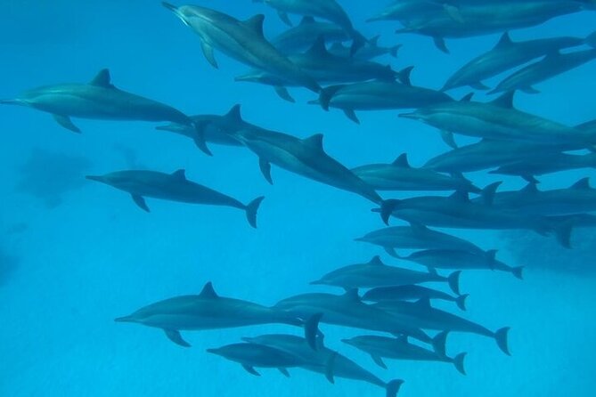 Dolphin House Satayeh Reef Snorkeling Sea Trip With Lunch &Transfer-Marsa Alam - Who should book this Sataya trip?
