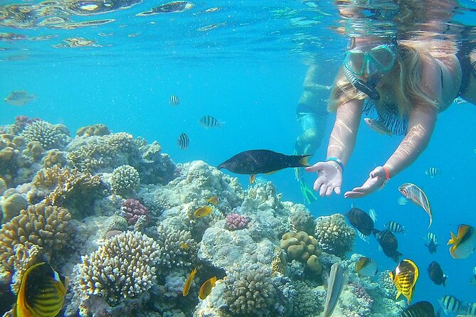 Dolphin House Sea Trip with Water Sport and Lunch - Snorkeling over coral and colorful fish