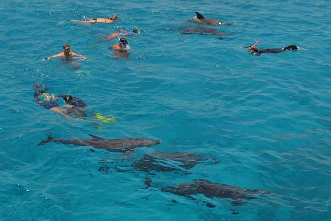 Dolphin House sea trip - Looking for dolphins in open water