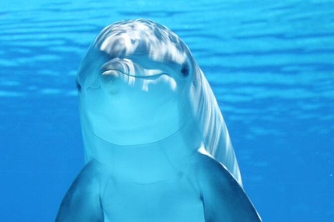 Dolphin House Snorkel & Water Fun Activity with Lunch - Hurghada - Key points to know before booking