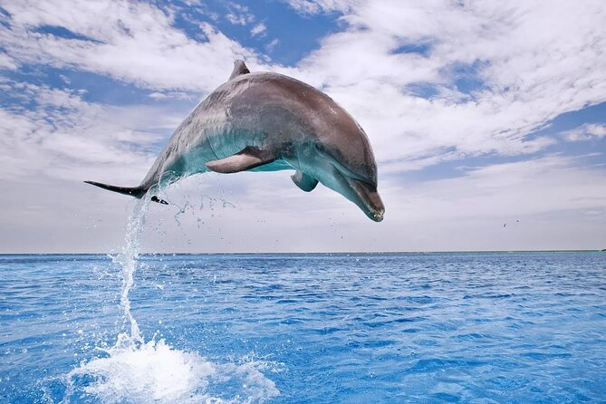 Dolphin House Snorkel & Water Fun Activity with Lunch - Hurghada - What the dolphin search is really like