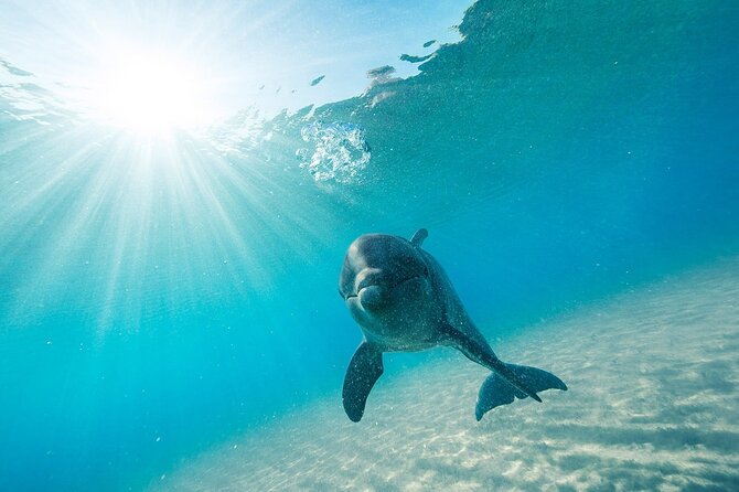 Dolphin House Snorkel & Water Fun Activity with Lunch - Hurghada - Lunch, soft drinks, and water sports onboard