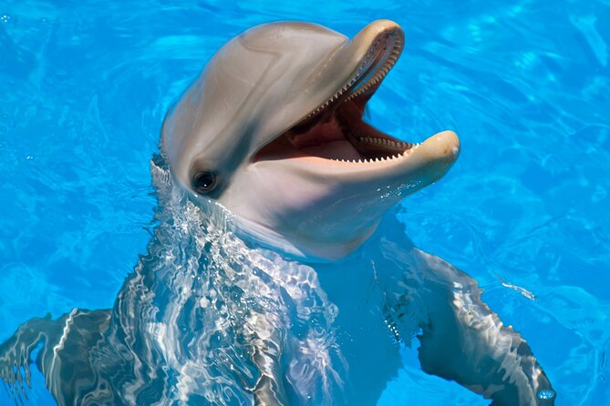 Dolphin House Snorkel & Water Fun Activity with Lunch - Hurghada - The value of the $4.75 starting price