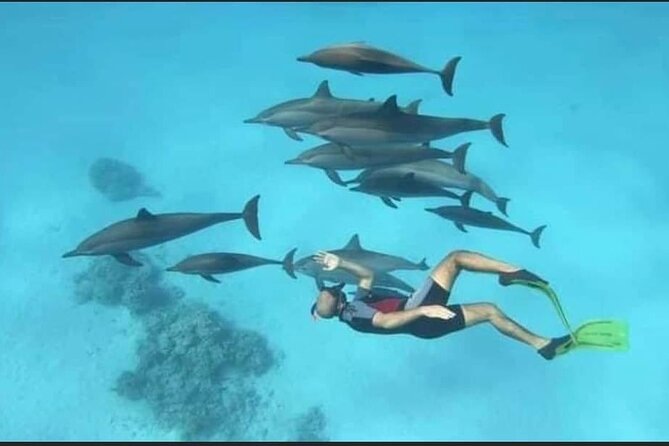 Dolphin House Snorkel & Water Fun Activity with Lunch - Hurghada - Two snorkeling stops, not one rushed swim