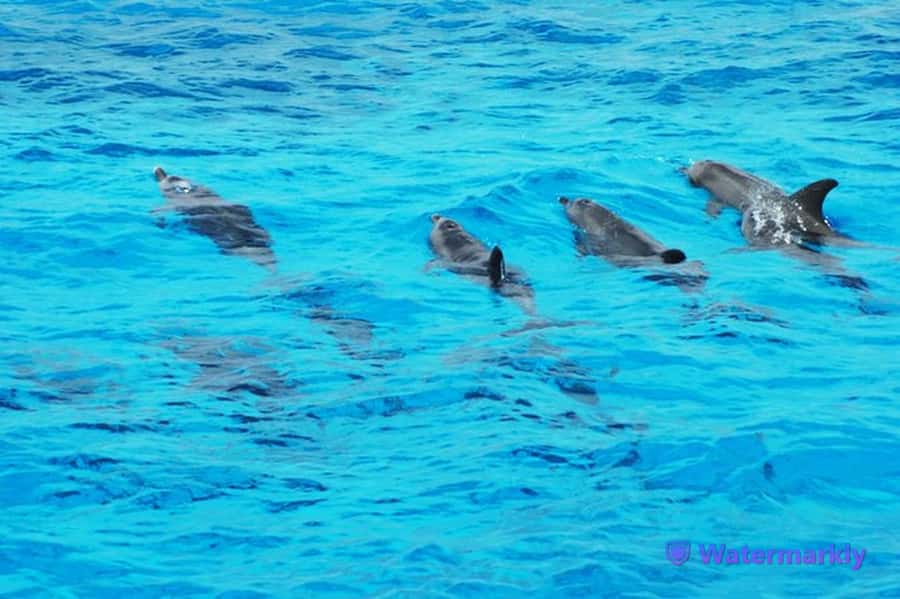 Dolphin house snorkeling trip - Key points at a glance