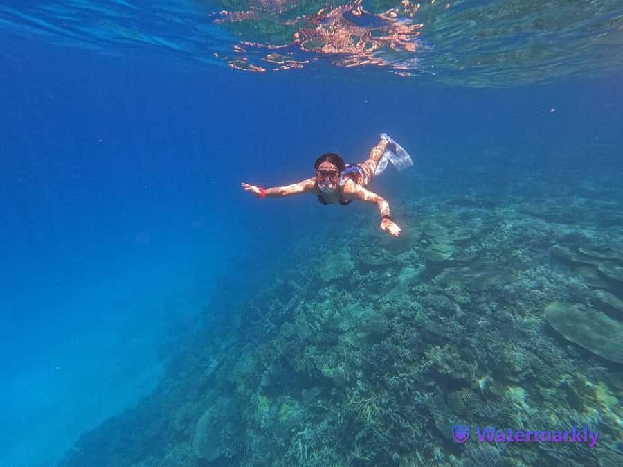 Dolphin house snorkeling trip - Why Dolphin House is worth the gamble