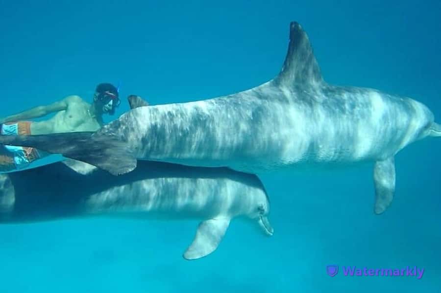 Dolphin house snorkeling trip - Finding dolphins at Dolphin House
