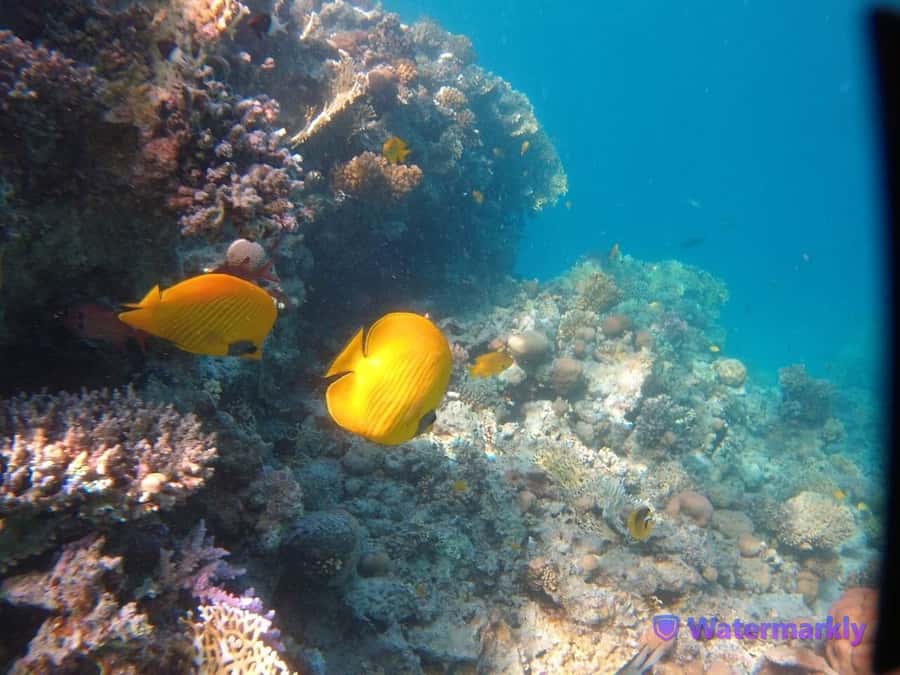 Dolphin house snorkeling trip - Lunch, drinks, and life on board