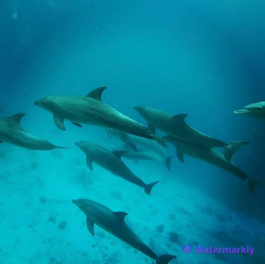 Dolphin house snorkeling trip - Group size and the feel of the day