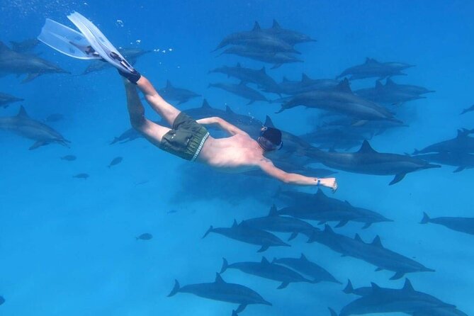 Dolphin House Snorkeling Trip + Water Sport With Lunch - Hurghada - Key points to know before booking