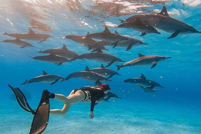 Dolphin House Snorkeling Trip + Water Sport With Lunch - Hurghada - The boat ride to Dolphin House