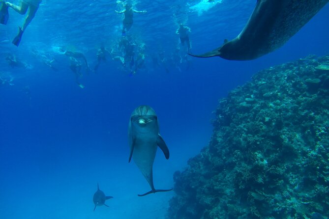 Dolphin House Snorkeling Trip + Water Sport With Lunch - Hurghada - What the $15.20 price really covers