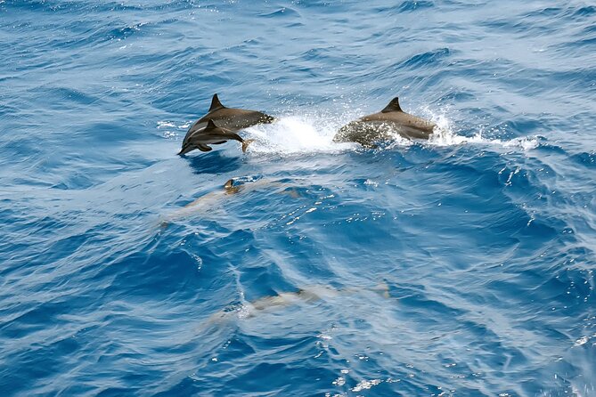 Dolphin House Snorkeling Trip & Water Sports with Lunch -Hurghada - Water sports and time between swims