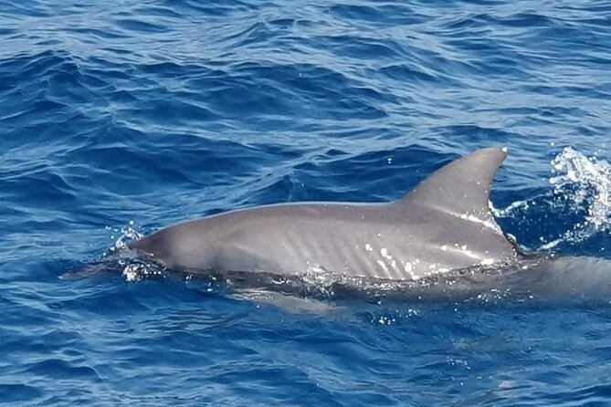 Dolphin House Snorkeling,Water Sports, Lunch & Transfer- Hurghada - Lunch and drinks served on board