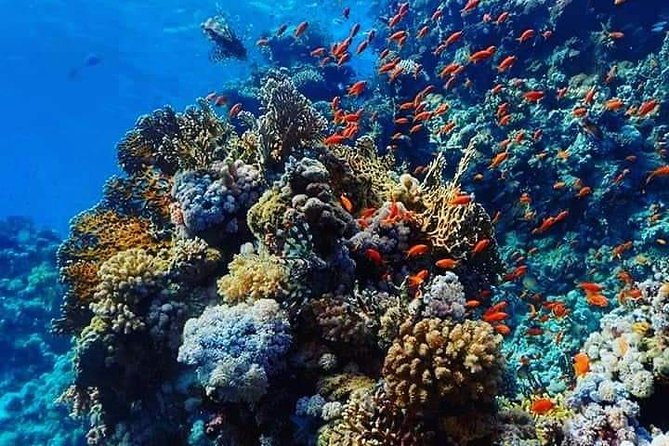Dolphin House with Snorkeling in Hurghada - What a $18 Red Sea day really includes