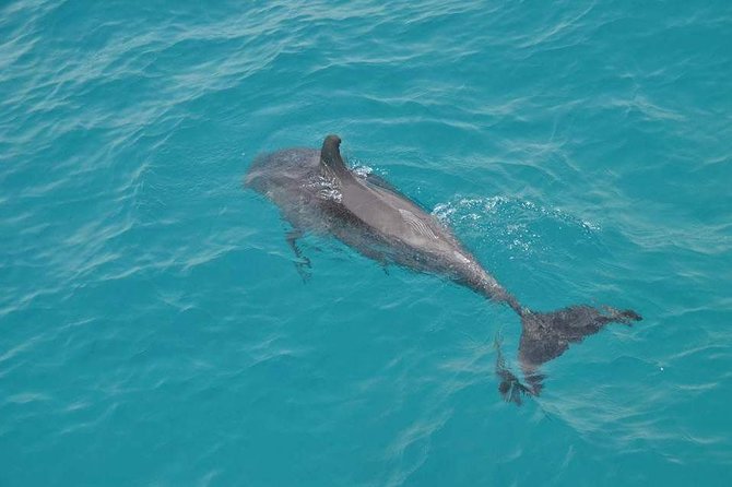 Dolphin House with Snorkeling in Hurghada - Banana boat and quadra rides