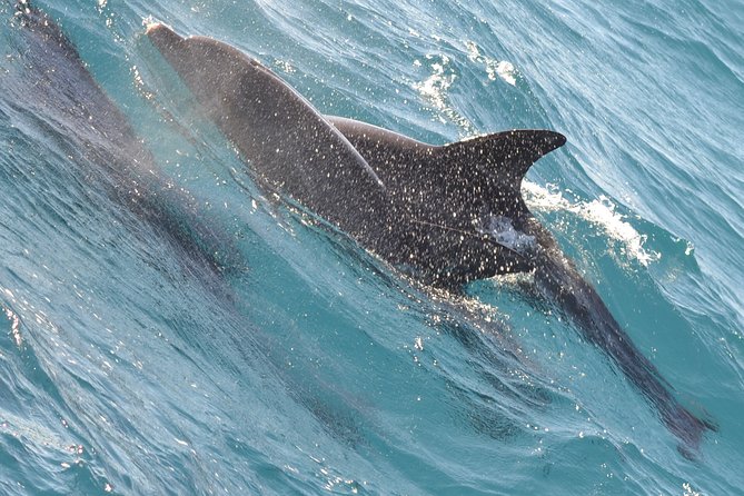 Dolphin House with Snorkeling in Hurghada - Who will enjoy this trip most