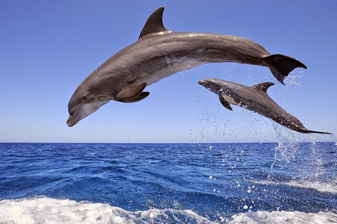 Dolphin Island Boat Trip – Swim, Sun & Lunch Included - A full day from the Manavgat River to the sea
