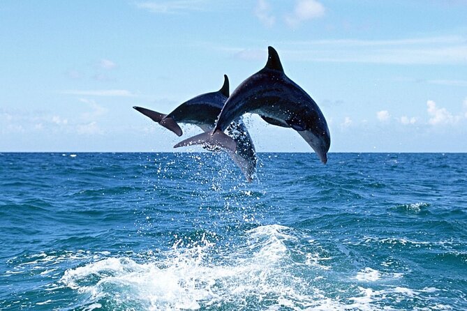 Dolphin Island Boat Trip – Swim, Sun & Lunch Included - Dolphin Island, turtles, and the limits of wildlife watching