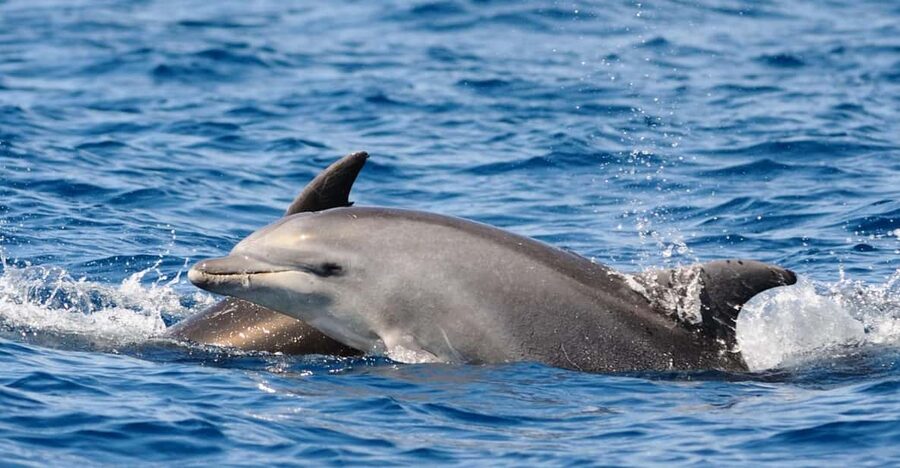 Dolphin Kayak Safari at Sunset at Golfo Aranci - Meeting the guide at Prima Spiaggia