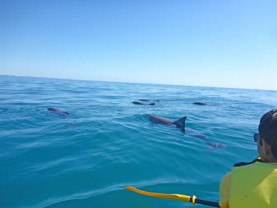Dolphin Kayak Tour & Beach 4X4 National Park Tour (Private) - The Great Beach Drive from Noosa