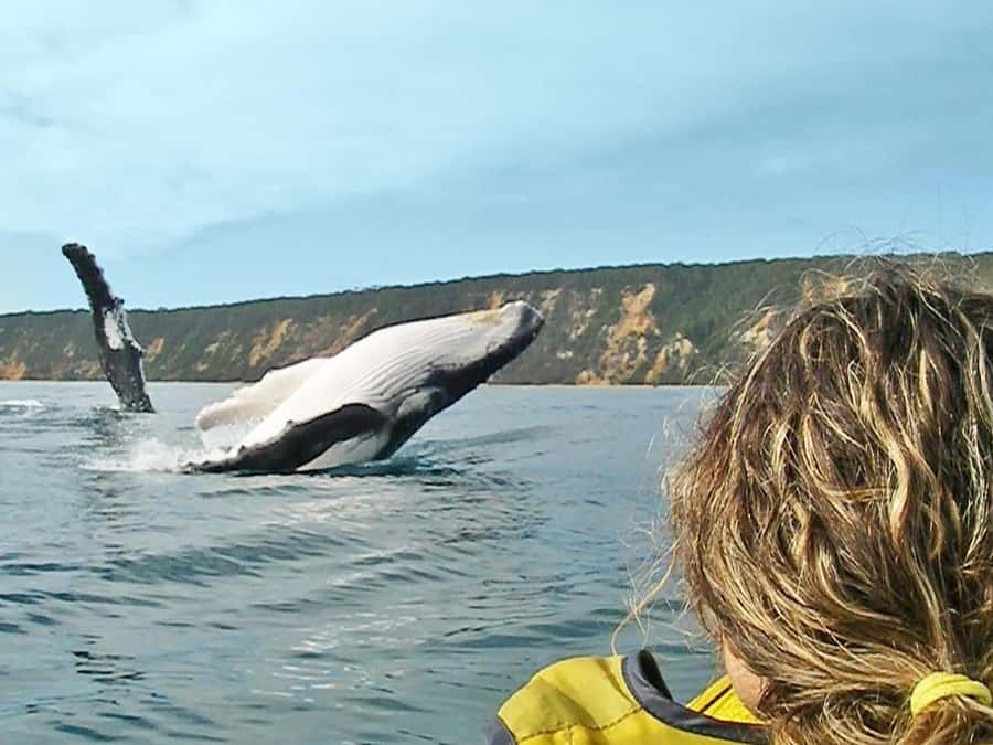 Dolphin Kayak Tour & Beach 4X4 National Park Tour (Private) - Arriving at Double Island Point and Honeymoon Bay