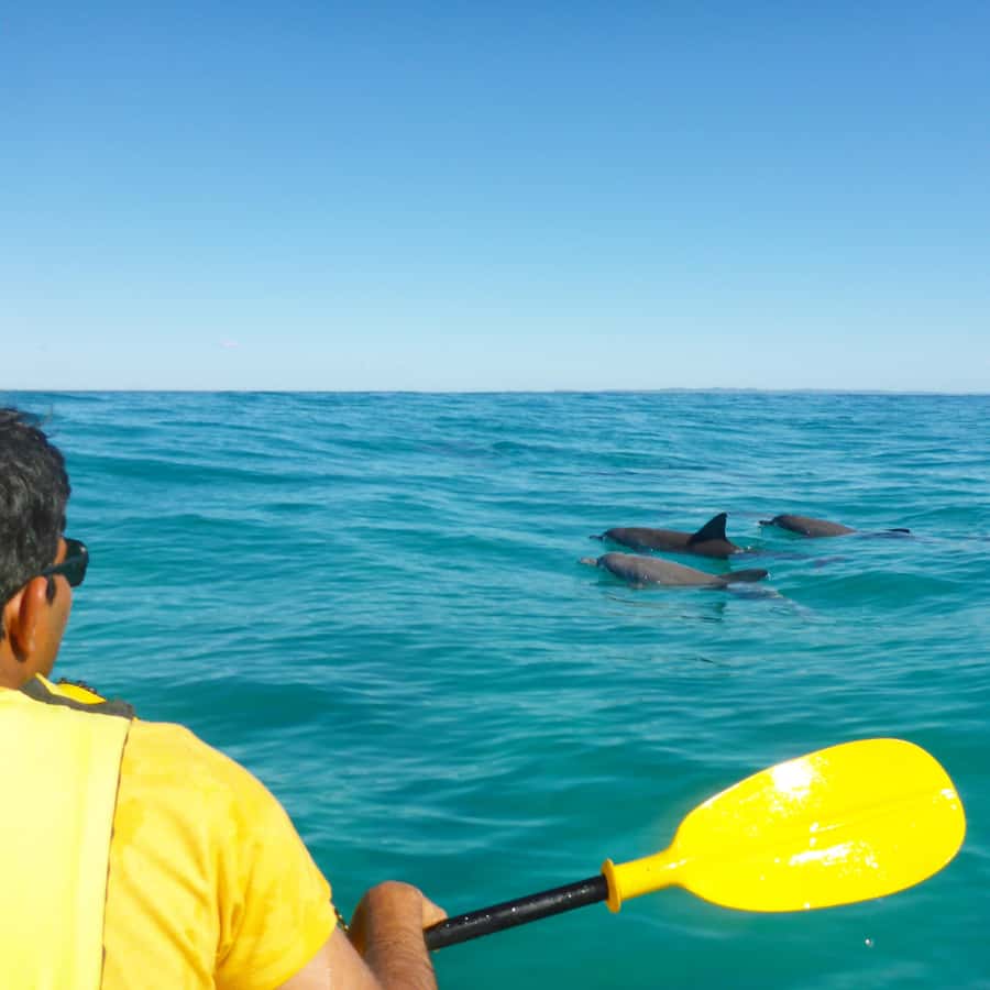 Dolphin Kayak Tour & Beach 4X4 National Park Tour (Private) - Kayaking with Dolphins and Marine Life