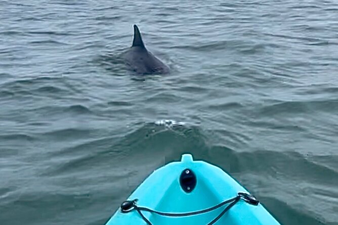 Dolphin Kayak Tour in Virginia Beach Must know how to swim - Key points to know before you paddle